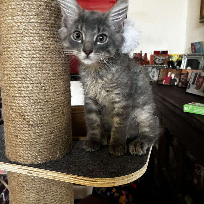 Crazycatmo