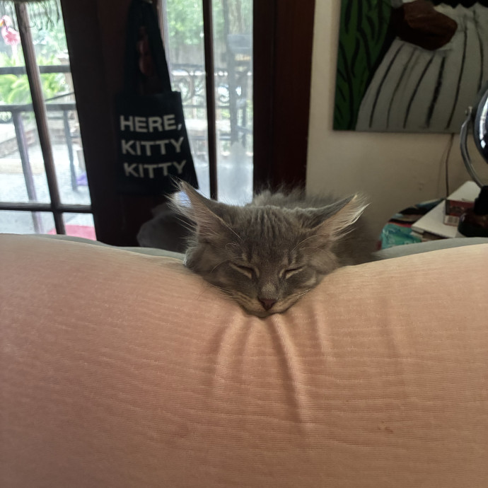 Crazycatmo
