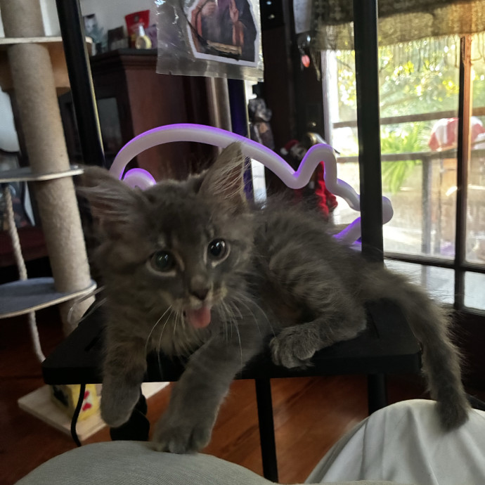 Crazycatmo