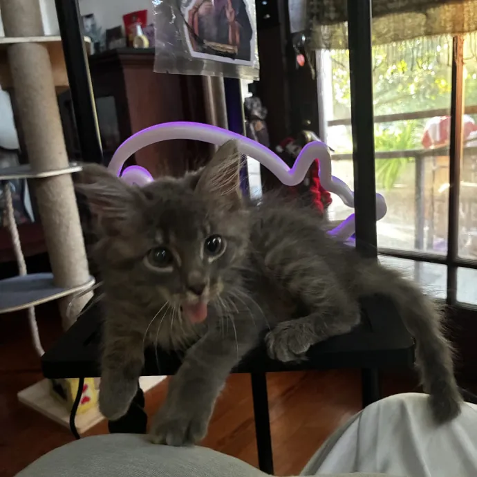 Crazycatmo