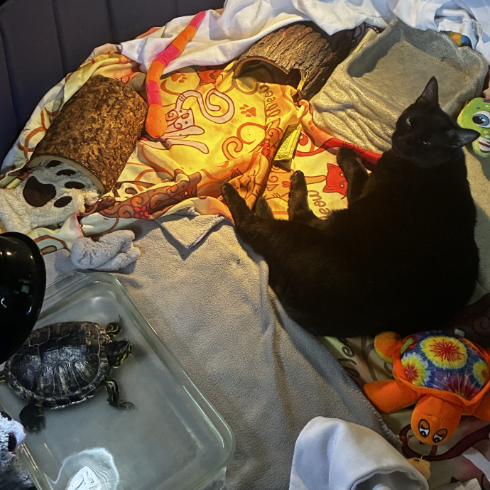 Crazycatmo