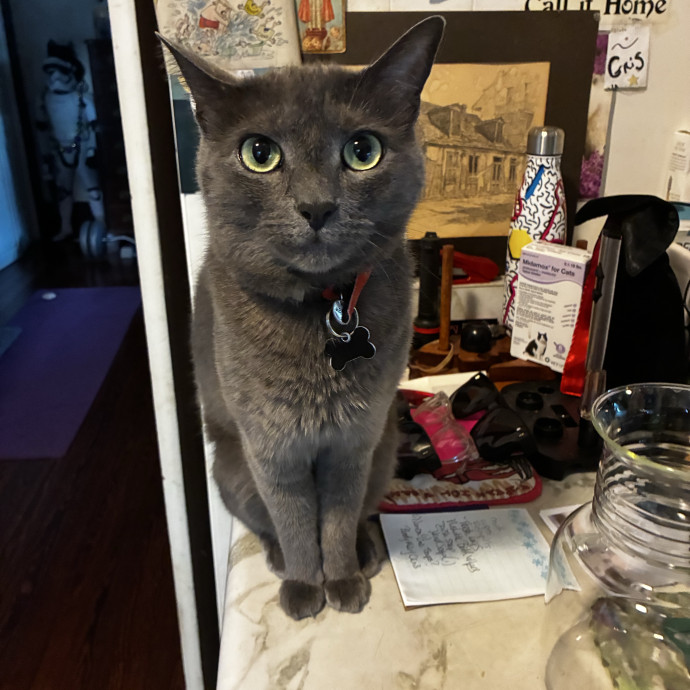Crazycatmo