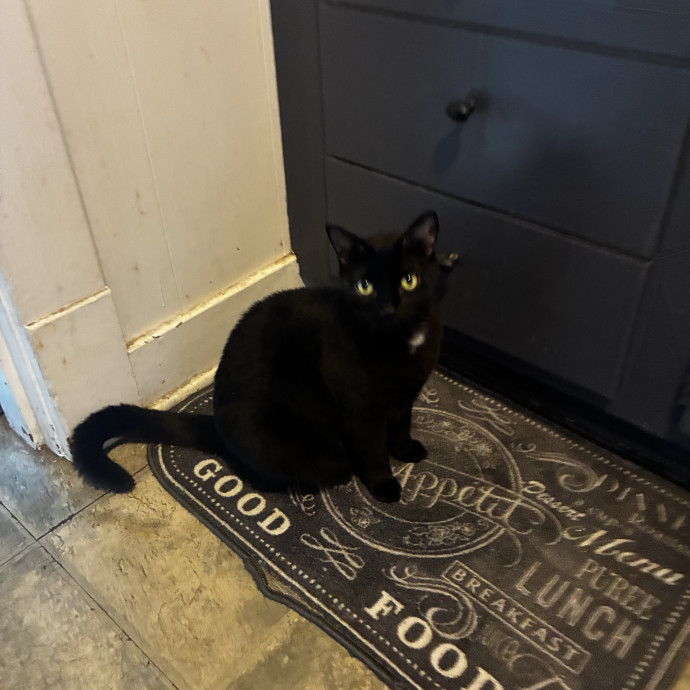 Crazycatmo