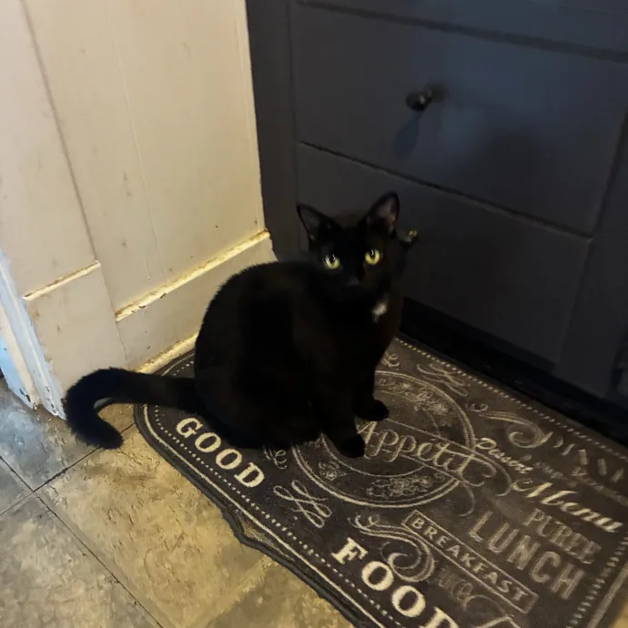 Crazycatmo