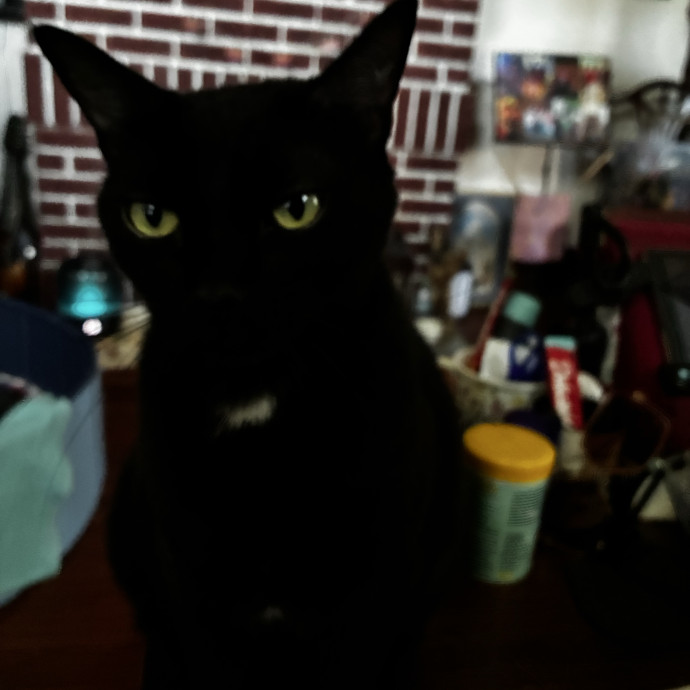 Crazycatmo