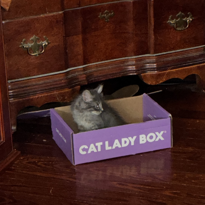 Crazycatmo