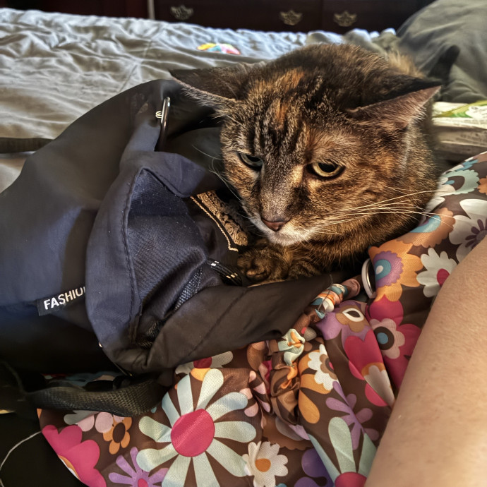 Crazycatmo