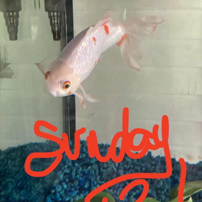 Crazycatmo