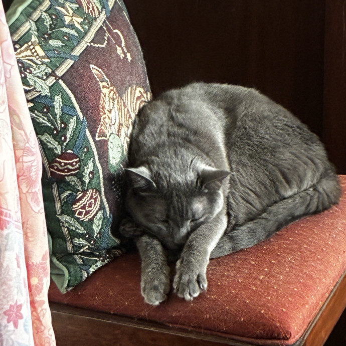 Crazycatmo