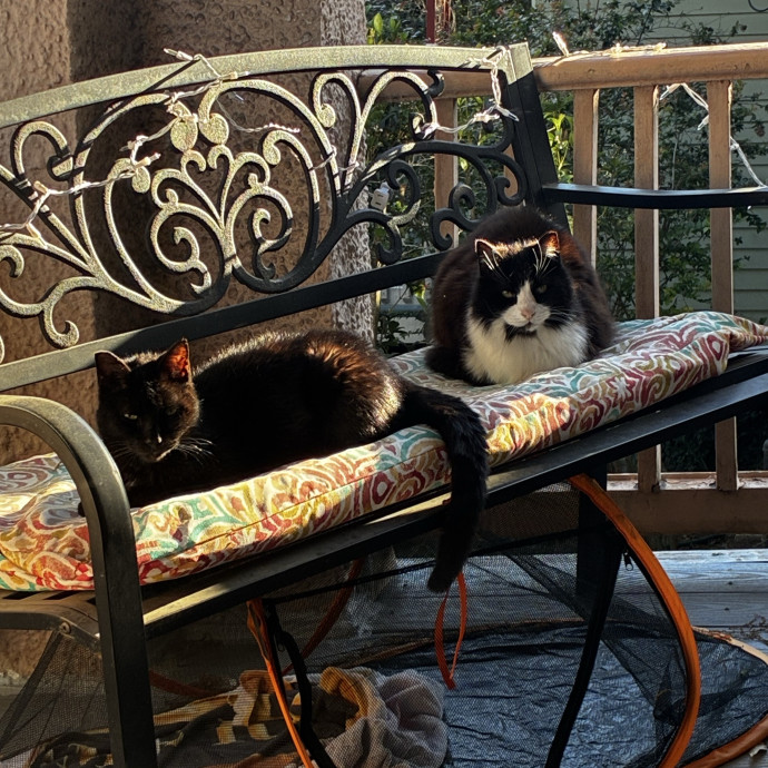 Crazycatmo
