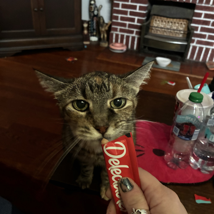 Crazycatmo