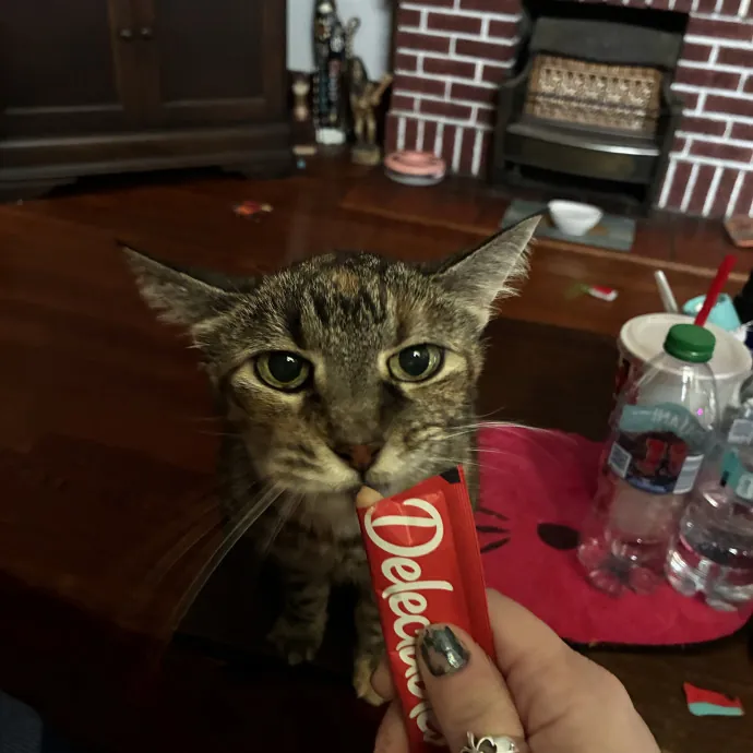 Crazycatmo