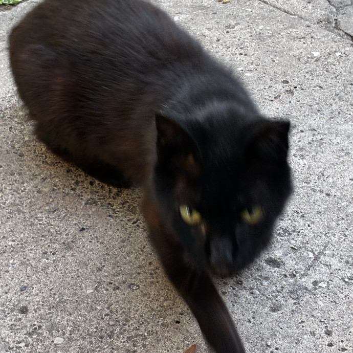 Crazycatmo