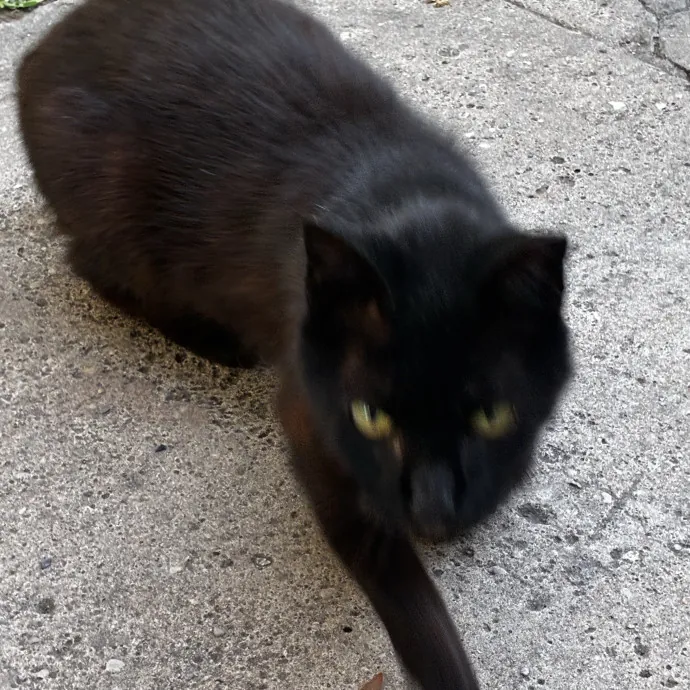 Crazycatmo