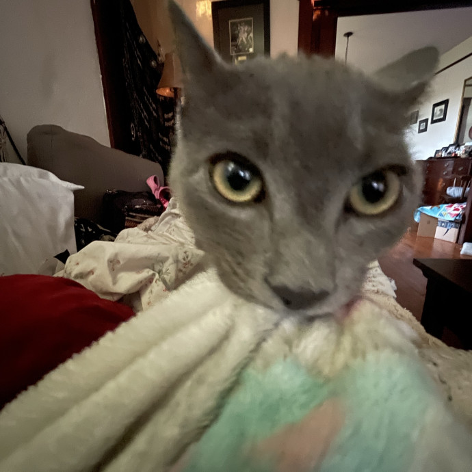 Crazycatmo
