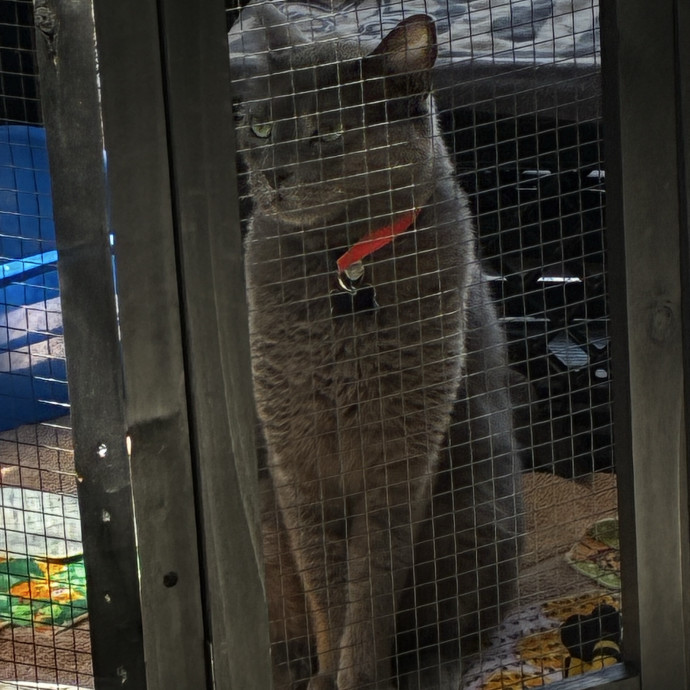 Crazycatmo