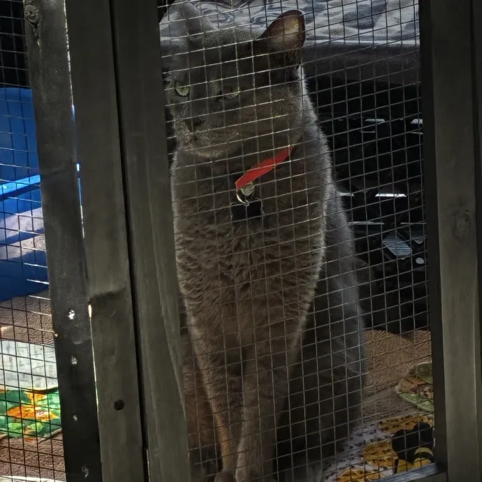 Crazycatmo