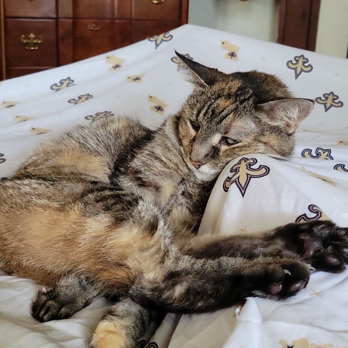 Crazycatmo