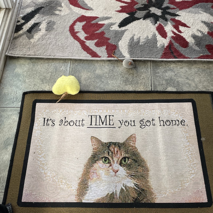 Crazycatmo