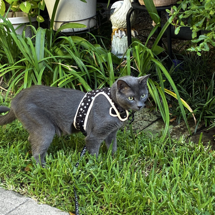 Crazycatmo