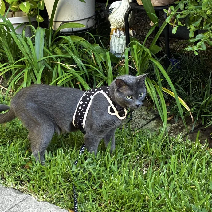 Crazycatmo