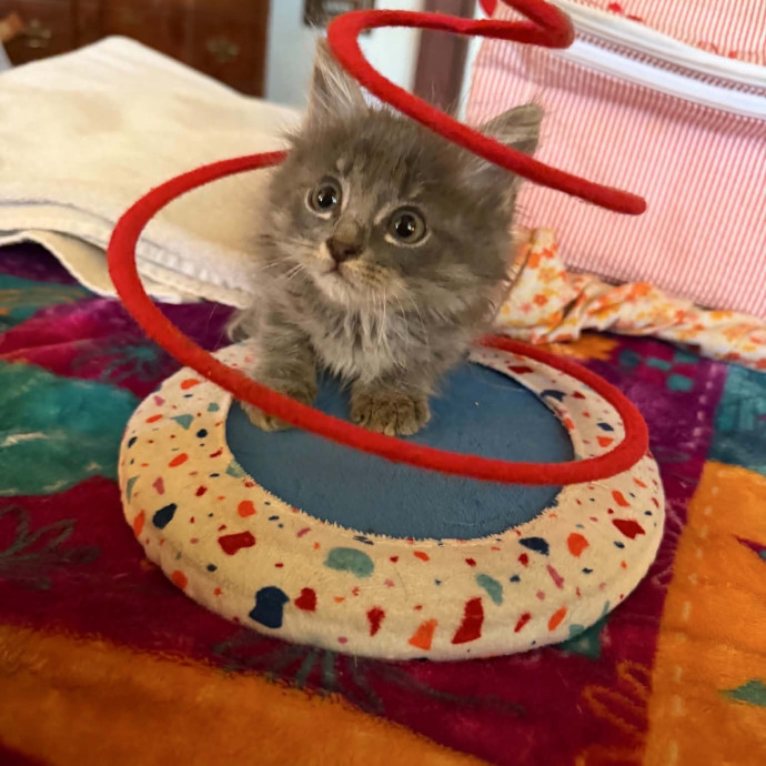 Crazycatmo