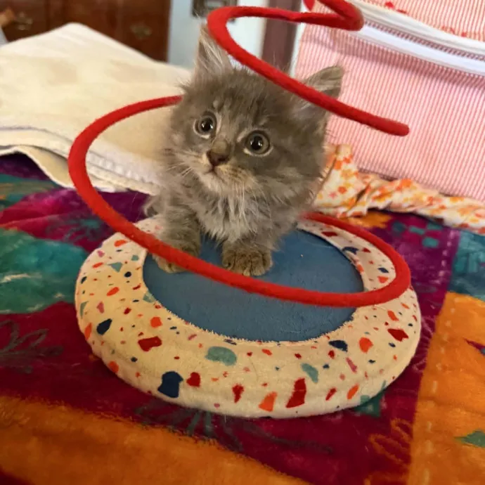 Crazycatmo