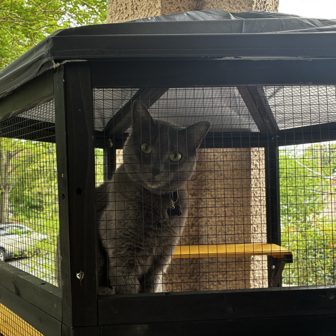 Crazycatmo