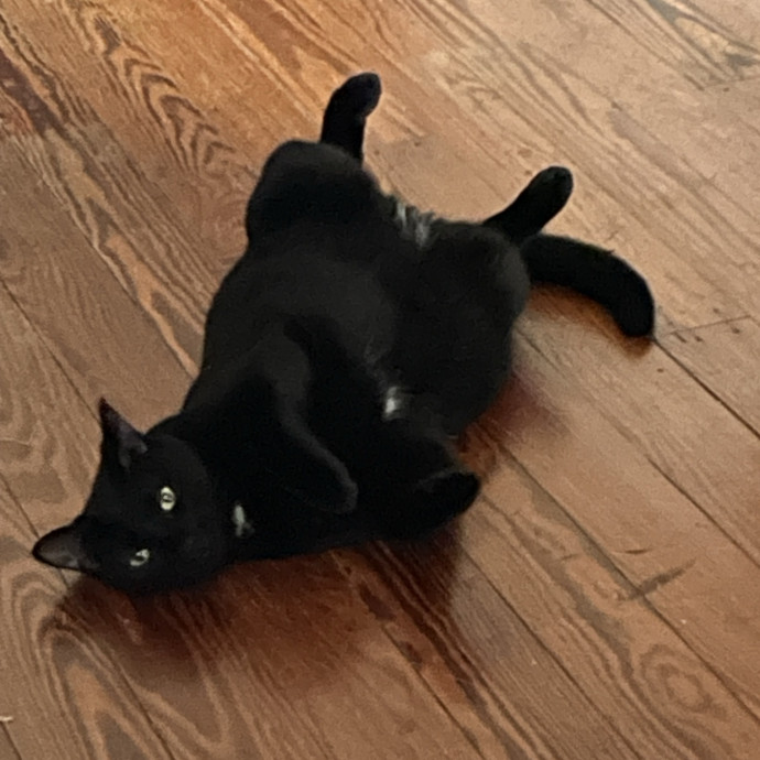 Crazycatmo