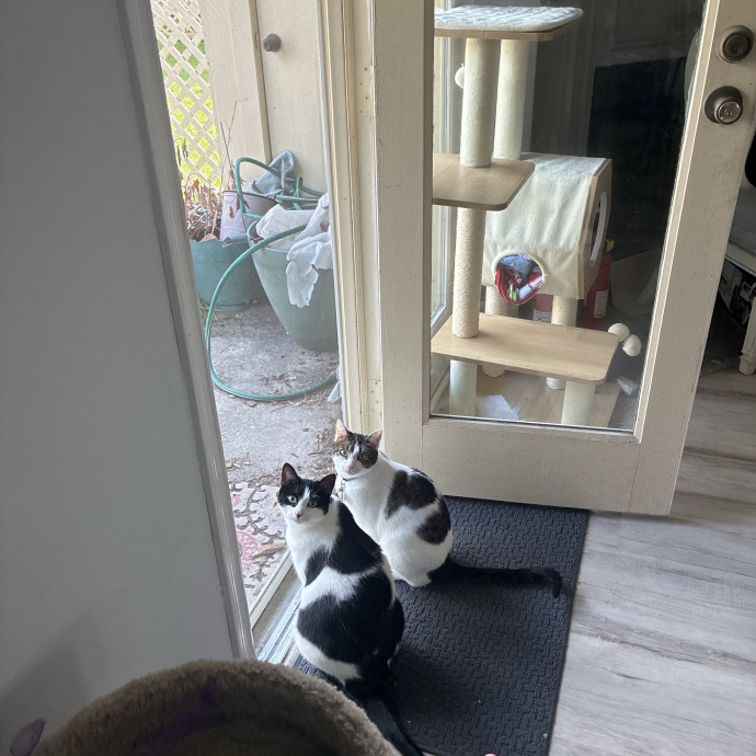Crazycatmo