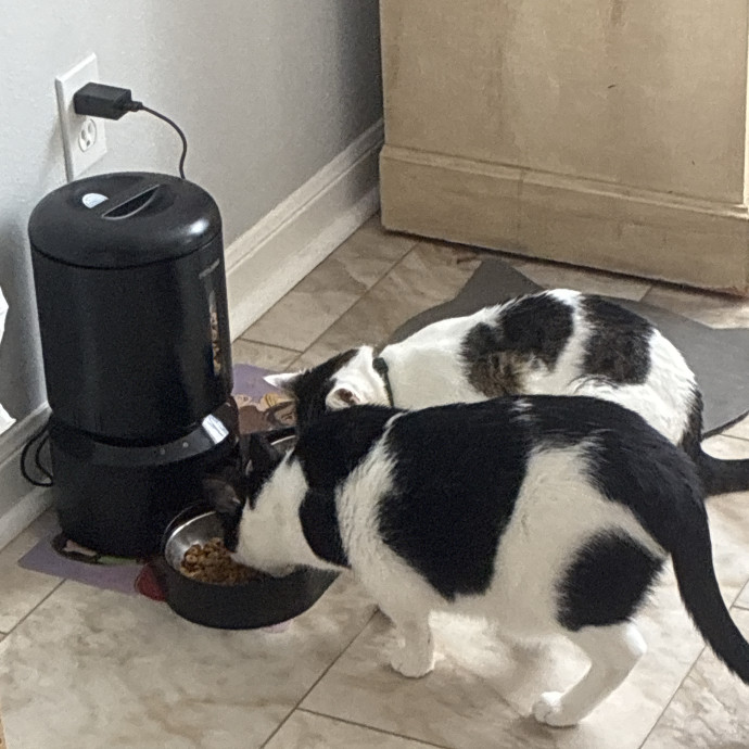 Crazycatmo photo 3