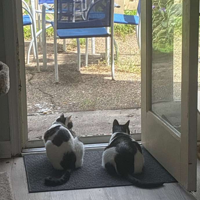 Crazycatmo photo 2