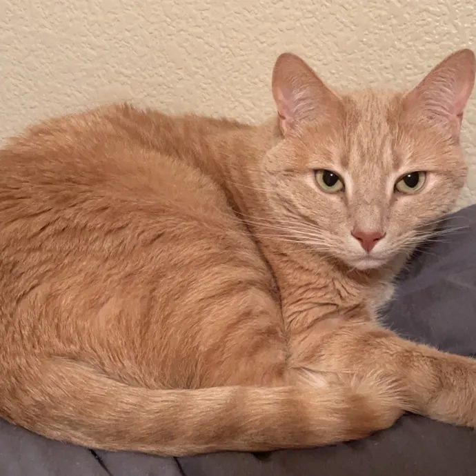 Patient  Gentle Cat Lover photo 2