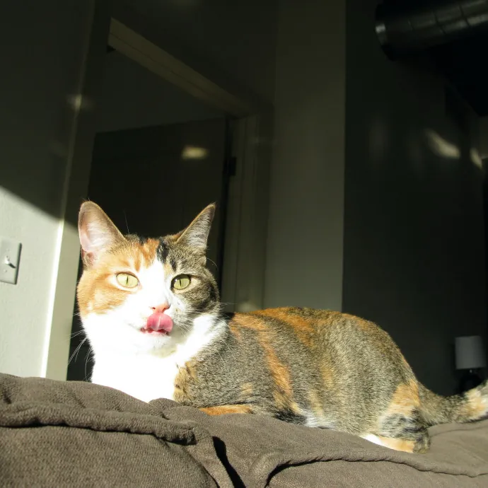 Don't Stress - Cat Sitting By Kelsea