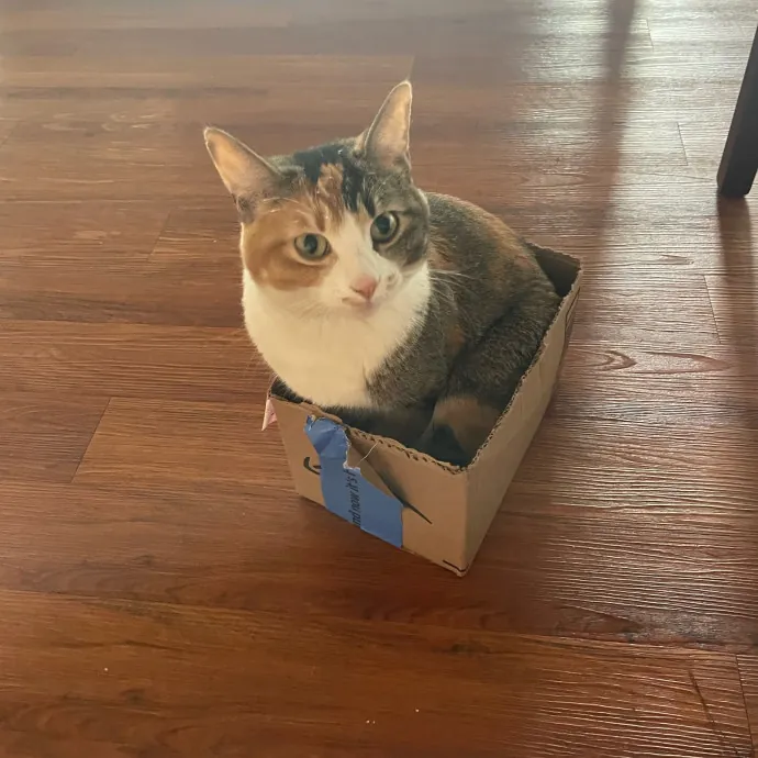 Don't Stress - Cat Sitting By Kelsea