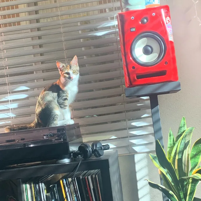 Don't Stress - Cat Sitting By Kelsea