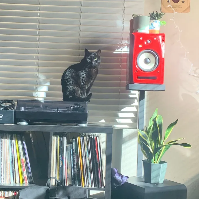 Don't Stress - Cat Sitting By Kelsea