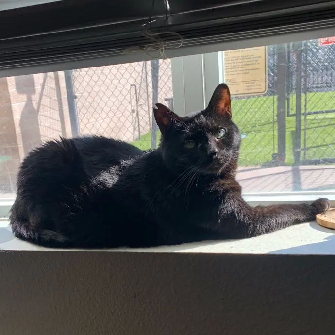 Don't Stress - Cat Sitting By Kelsea