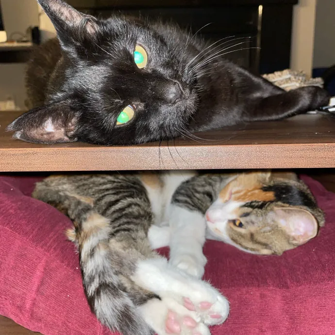 Don't Stress - Cat Sitting By Kelsea