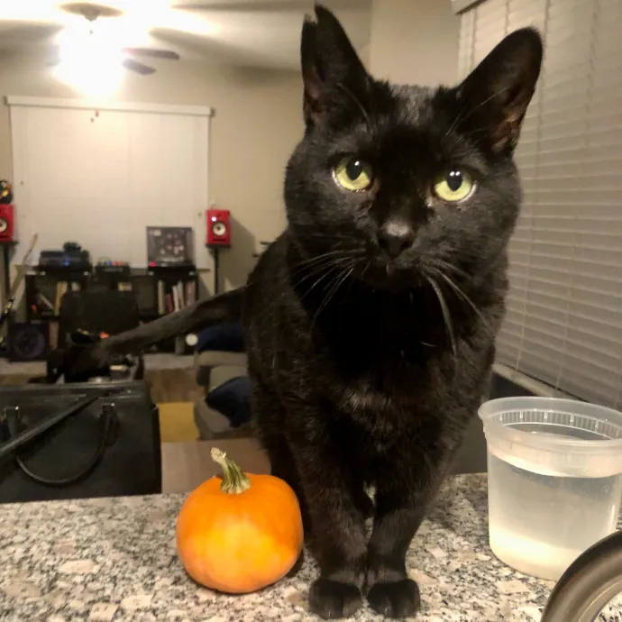 Don't Stress - Cat Sitting By Kelsea