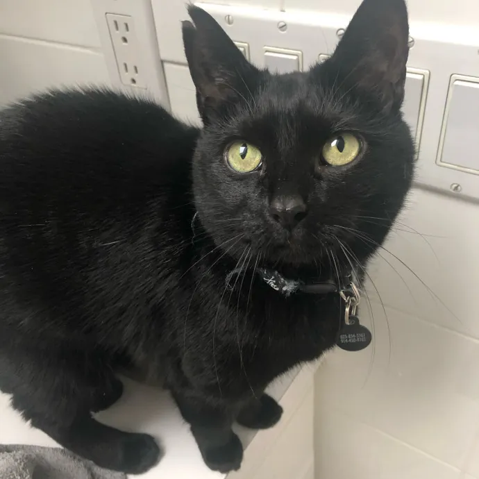 Don't Stress - Cat Sitting By Kelsea