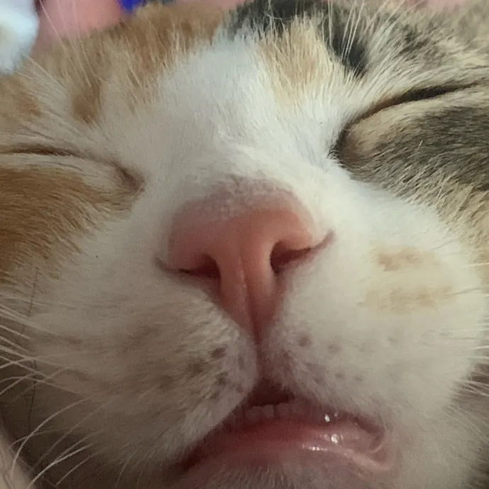 Don't Stress - Cat Sitting By Kelsea