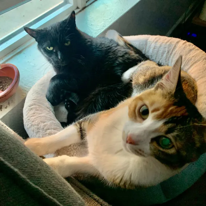 Don't Stress - Cat Sitting By Kelsea