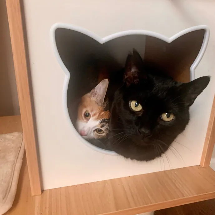 Don't Stress - Cat Sitting By Kelsea