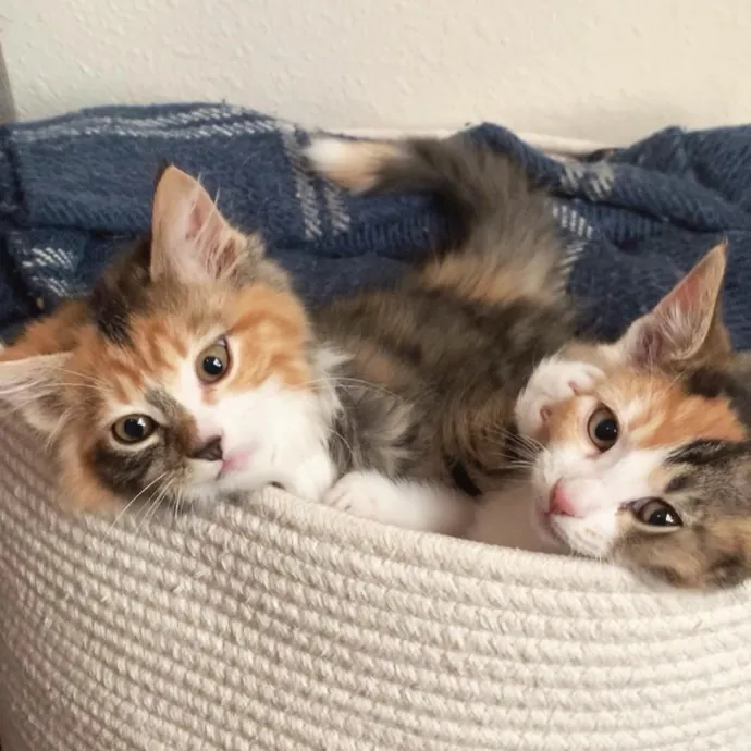 Don't Stress - Cat Sitting By Kelsea photo 4