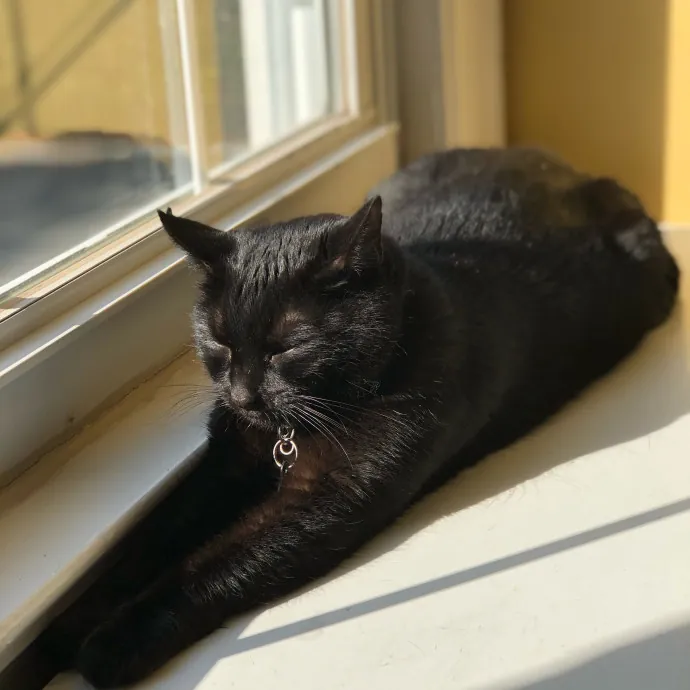 Don't Stress - Cat Sitting By Kelsea photo 3