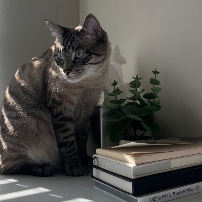 Loving Cat Care By A Fellow Cat Mom