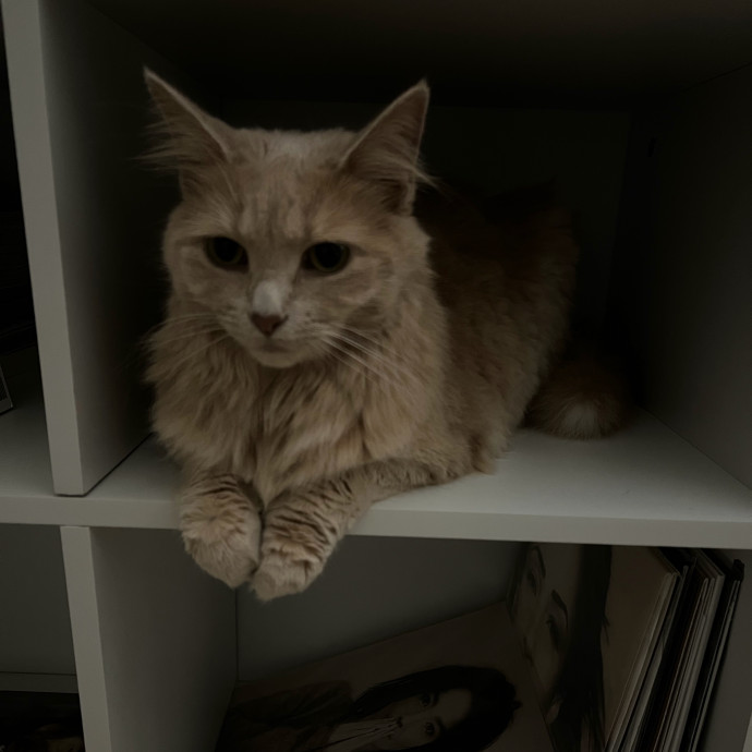 Loving Cat Care By A Fellow Cat Mom photo 3