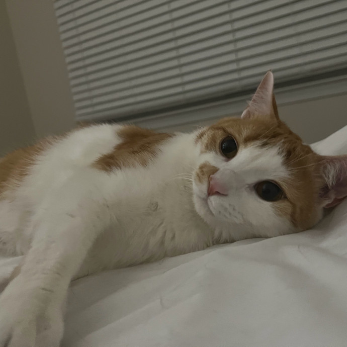 Loving Cat Care By A Fellow Cat Mom photo 2