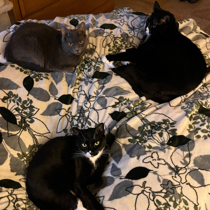 Jazzy Paws Pet Care photo 3